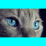 cat-300 with background=black/border=cyan/inside=150x150